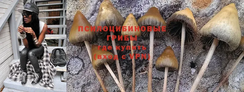 купить закладку  blacksprut рабочий сайт  Галлюциногенные грибы Cubensis  Ревда 